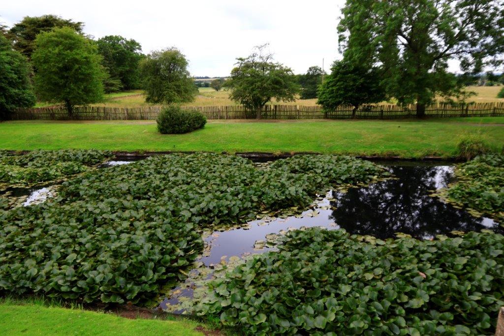 A pond in the 'naturalistic' surrounding garden. Notice fence to the rear.